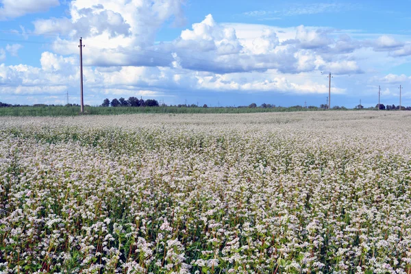 Campo di grano saraceno fiorito — Foto Stock