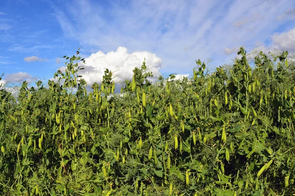 Groene erwt veld — Stockfoto