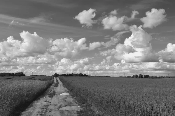 Zwart-wit foto van een landweg door velden — Stockfoto