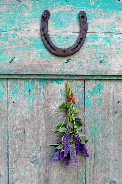 Anice a grappolo issopo (Agastache foeniculum) con ferro di cavallo — Foto Stock