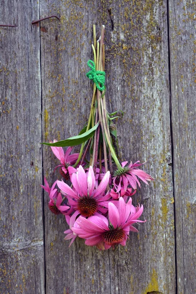 Bunch of medical echinacea flowers hanging