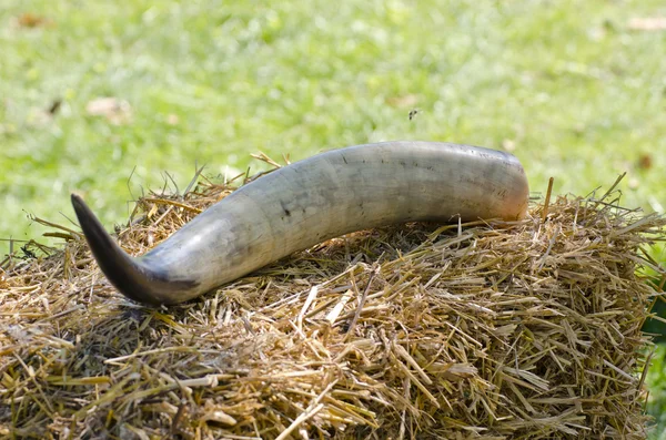 Cow horn on hay in medieval festival — Stock Photo, Image
