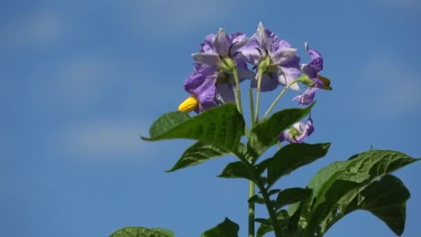 Flores Patata Girando Sobre Fondo Azul Del Cielo — Vídeos de Stock