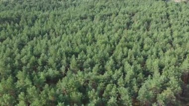 Curonian 'daki güzel çam ormanı ulusal parkı, Litvanya' yı, havadan görünüşü