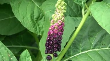 Egzotik bitki Phytolacca americana Bahçede ve rüzgarda