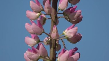 Güzel pembe lupin çiçekleri uzayda dönüyor.