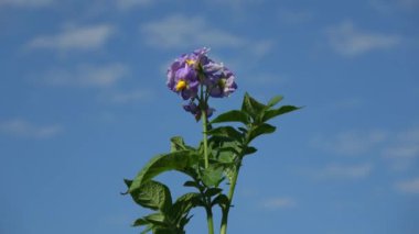 Patates çiçekleri mavi yaz gökyüzü arka planında dönüyor
