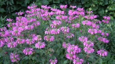 Bahçedeki güzel monarda çiçekleri, yakınlaştır