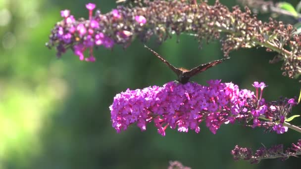 Avrupa Nın Tavus Kuşu Kelebeği Buddleja Çalılarının Üzerinde Çiçek Açıyor — Stok video