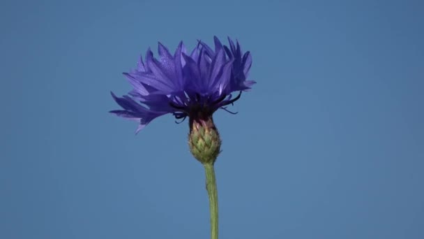 Rotierende Blaue Kornblume Sommerhimmel Hintergrund — Stockvideo
