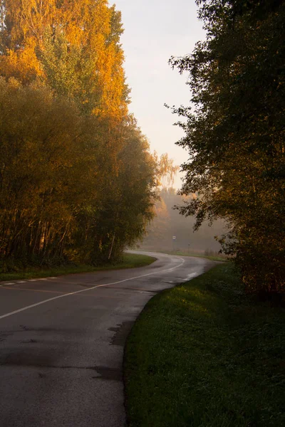 Prázdná podzimní cesta v lese — Stock fotografie