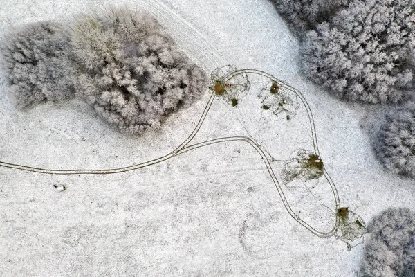 Letecký pohled čtyři krávy na zasněženém poli — Stock fotografie