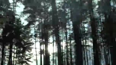 Araba penceresinden - Orman ağaçları ve güneş ışığı ile hız arkaplanı, hareket arkaplanı