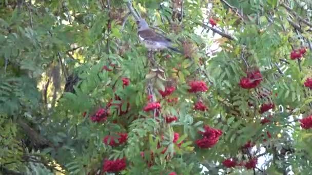 Feldfrüchte Turdus Pilaris Und Stare Sturnus Vulgaris Fressen Vogelbeeren Herbstbaum — Stockvideo