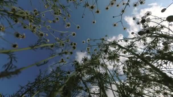 Matricaria Manzanilla Manzanilla Flores Medicinales Nubes Movimiento Lapso Tiempo Jardín — Vídeos de Stock