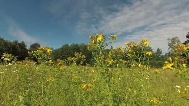 Fleurs Florissantes Herbes Médicales Johns Valeur Dans Vent Les Nuages — Video