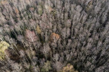 Sonbahar Ekim Ormanı 'ndan İHA' ya