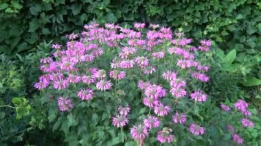 Pembe Monarda yaz bahçesinde çiçek açıyor.