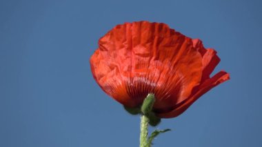 Mavi arka planda dönen kırmızı gelincik çiçeği.