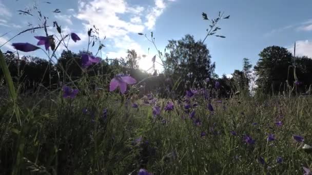 Wild Campanula Flowers Bellflowers Summer Meadow Time Lapse — Stock Video