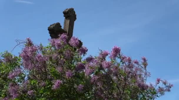 Vieja Cruz Histórica Madera Viento Floreciente Arbusto Lila — Vídeos de Stock