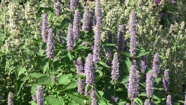 Abejas Abejorros Flor Alto Agastache Foeniculum — Vídeo de stock