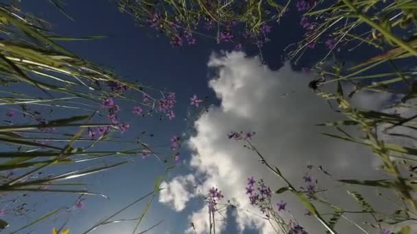 Wild Campanula Bellflowers Summer Meadow Time Lapse — Stok Video