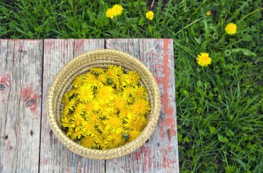 Sepette tablo üzerinde taze yaz karahindiba çiçek