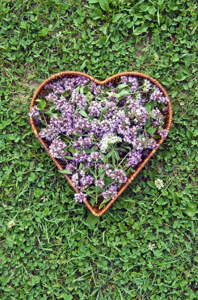 Ervas medicinais orégano flores manjerona selvagens em forma de cesta coração — Fotografia de Stock