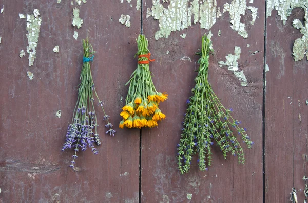 medical herbs bunch on old wooden wall