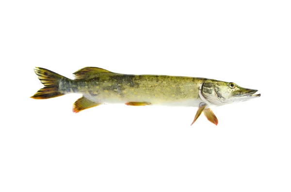Fresh raw pike Esox lucius fish isolated on white — Stock Photo, Image