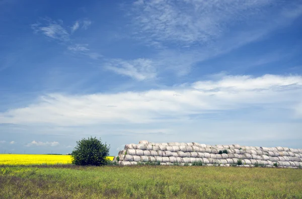 Tempo de verão paisagem agrícola — Fotografia de Stock