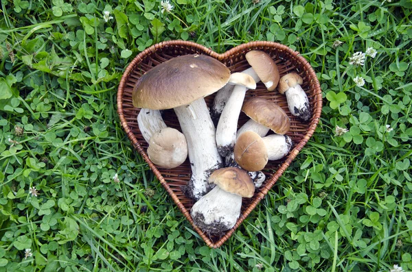 Cep mushroom in heart form basket — Stock Photo, Image