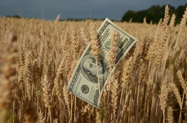 Billets en dollars américains sur les épis de blé — Photo