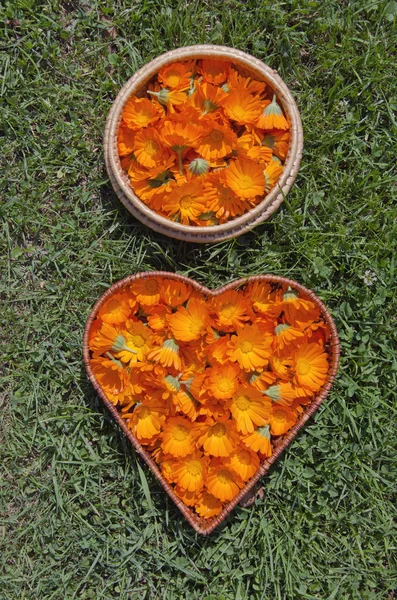 Calendula calendula fiori medici freschi in cesti di legno twi — Foto Stock