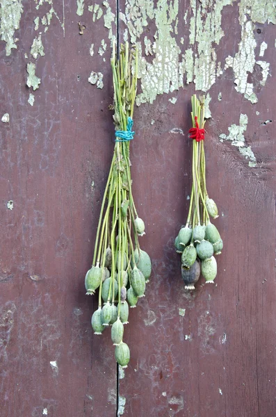 Two bunch poppy head with seeds on old wooden wall — Stock Photo, Image