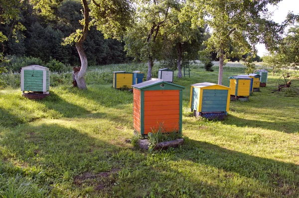 Wooden colorful beehive group in summer farm garden — Stock Photo, Image