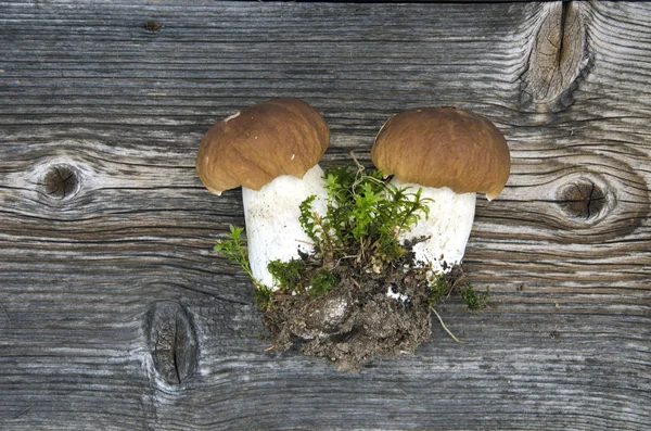 Due funghi porcini freschi su bacino di legno — Foto Stock