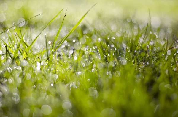 夏の露にぬれた草背景をぼかし — ストック写真