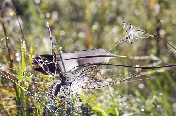 Plume d'oiseau sur toile d'araignée rosée en automne — Photo