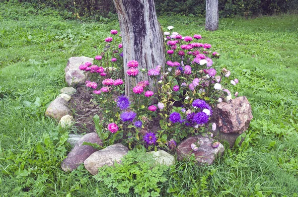 Autumn flowers in garden with stone and apple trunk — Stock Photo, Image