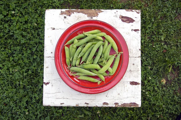 Fresh green pea pods in red plate on seat — Stock Photo, Image