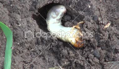 Böcek Mayıs böceği Mayıs-hata baktım baktım larva toprak kazma