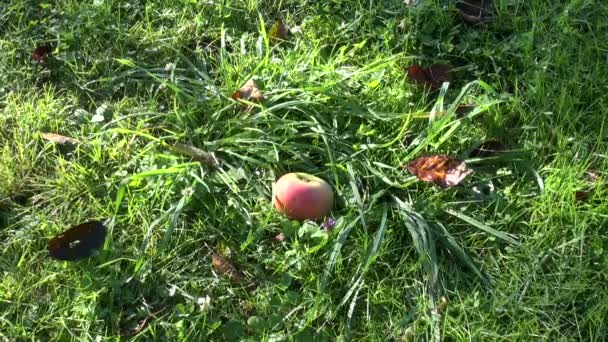 Apfel fällt am Herbstmorgen auf Gartenrasen — Stockvideo