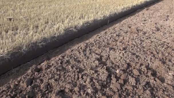 Campo de cultivo con rastrojo de trigo y suelo cultivado — Vídeo de stock