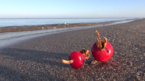 Rojo maduro rosa escaramujo brier caderas fruta en otoño mar playa arena — Vídeo de stock