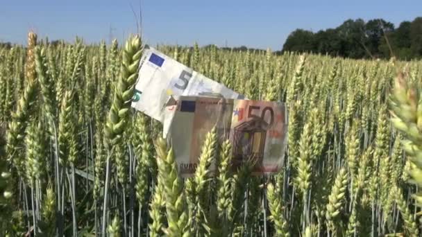 Концепція аграрного бізнесу. банкноти євро на пшеничних вухах — стокове відео