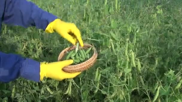 Landwirt mit Schutzhandschuhen pflückt reife grüne Erbsenschale auf Feld — Stockvideo