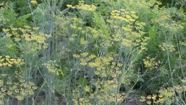 Hierbas de eneldo culinario en el jardín y el viento — Vídeos de Stock