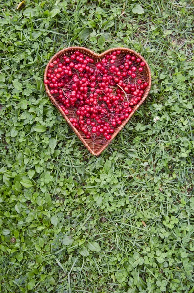 Medical healthy viburnum berry in wicker heart form basket — Stock Photo, Image